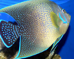 Pomacanthus semicirculatus adult