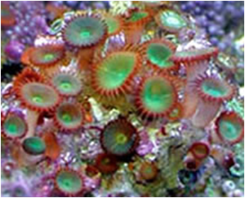 Protopalythoa Nelliae Green Protopalythoa nelliae med