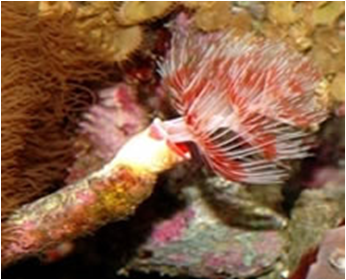 Protula (Featherworms) Feather Duster(mixed color)