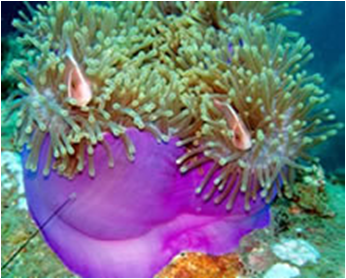 Radianthus mix medBig Heteractis Magnif (purple base)