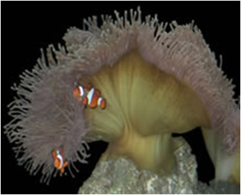 Radianthus mix medbig