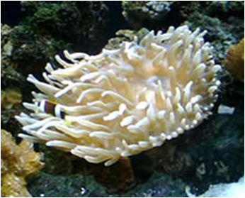 Sand Anemone Mix Telia sp. Medbig