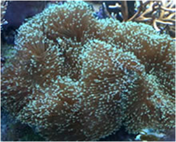 Sarcophyton Erenbergi med,big,large Leather Stone Mixed Colours