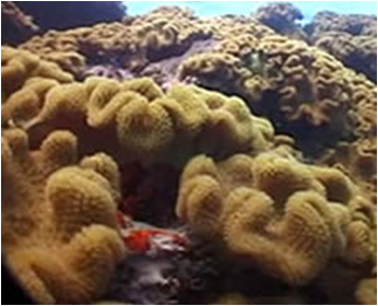 Sarcophyton Mashroon med,big,large Leather Stone Mashroon Style