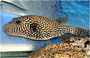 Scribbled Toadfish - Arothron Mappa