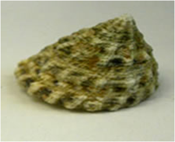 Small Pyramid Snail(alge eater) Tectus pyramis