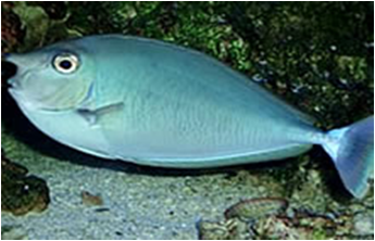 Spotted Unicornfish