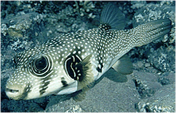 Star and Strippes Puffer - Arothron Hispidus