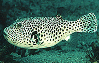 Stellate Puffer - Arothron Stellatus