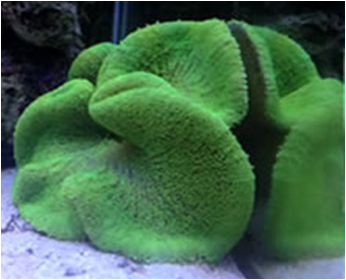 Stoichactis haddoni-Unicolor