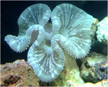 Stoichactis haddoni mix medbig Carpet Anemone