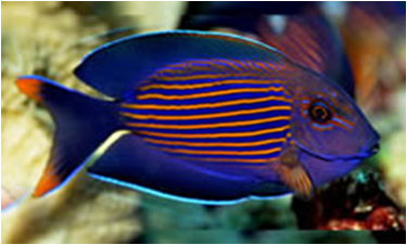 Striated Surgeonfish
