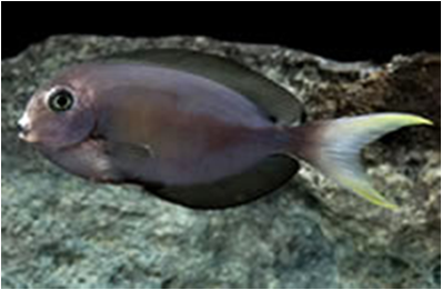 Thompsons Surgeonfish