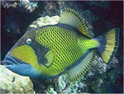 Titan Triggerfish Balistoides viridescens
