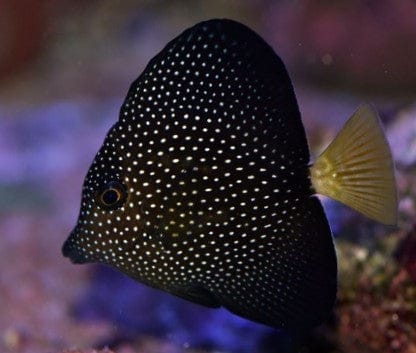 Butterfly Fish