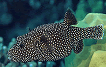 White Spot Puffer - Arothron Meleagris