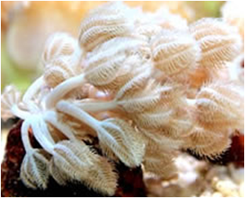 Xenia non pumping medbiglarge