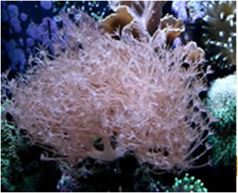 Xenia pumping medbiglarge