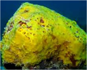 Yellow Ball Sponge Phakallia c. yellow masroon sponge