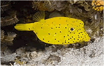 Yellow Boxfish - Ostracion yellow