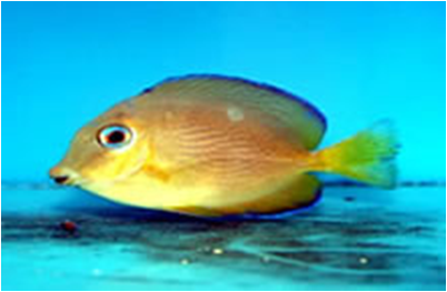 Yellow SurgeonFish