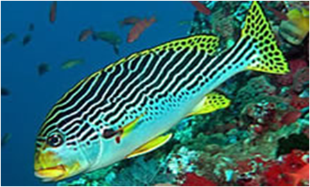 Plectorhinchus lineatus