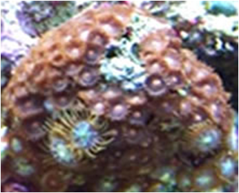 Zoohantus med marron